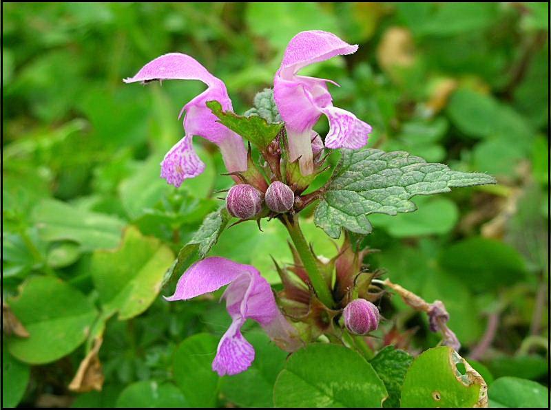 Lamium maculatum / Falsa-Ortica macchiata